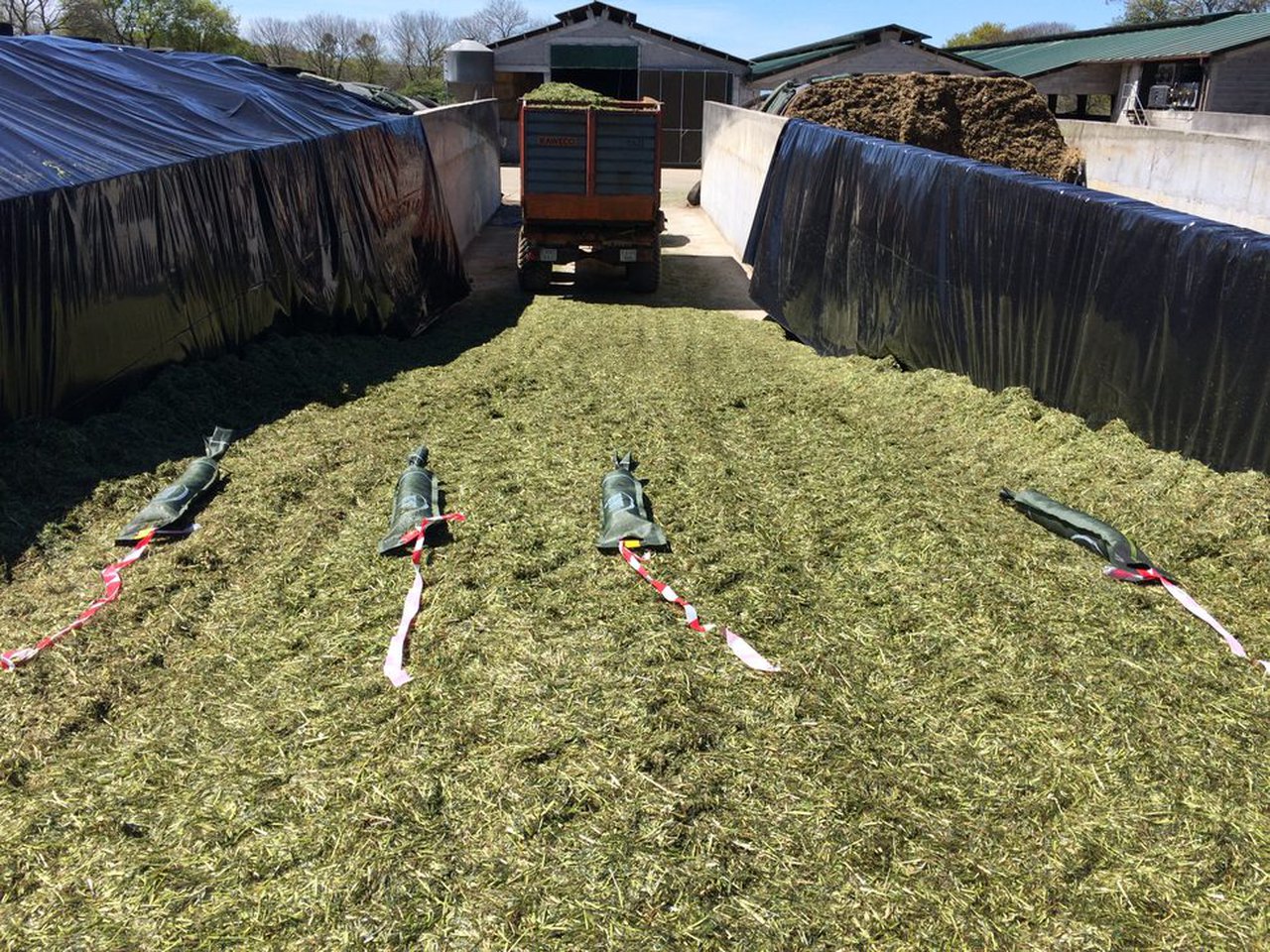 Influencia da utilización dun inoculante nos ensilados de primavera