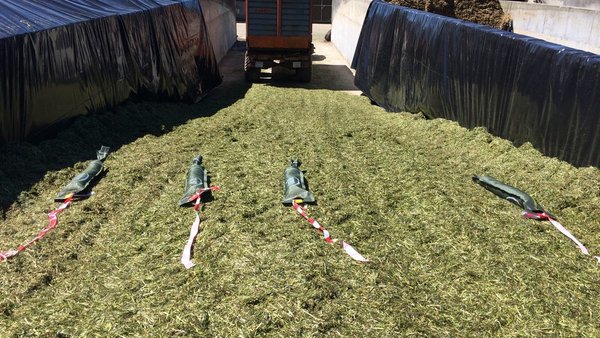 Influencia da utilización dun inoculante nos ensilados de primavera