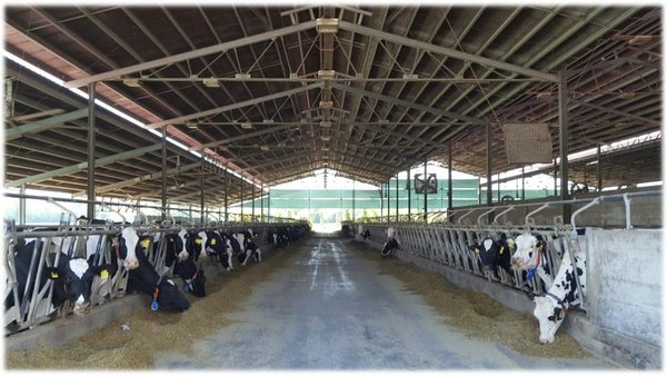 Índices reprodutivos máis usados en explotacións de vacas de leite, utilidade e limitacións