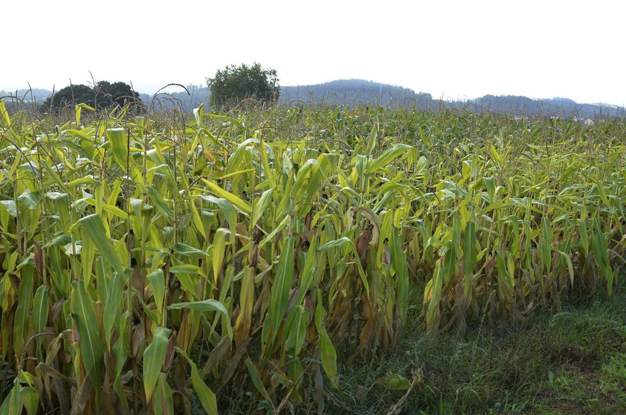 Mellora do millo fronte ao cambio climático: fontes de tolerancia á seca