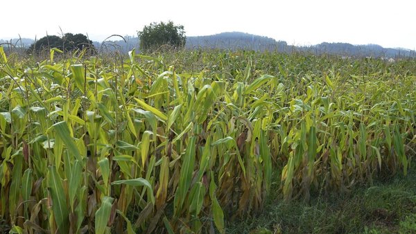 Mellora do millo fronte ao cambio climático: fontes de tolerancia á seca