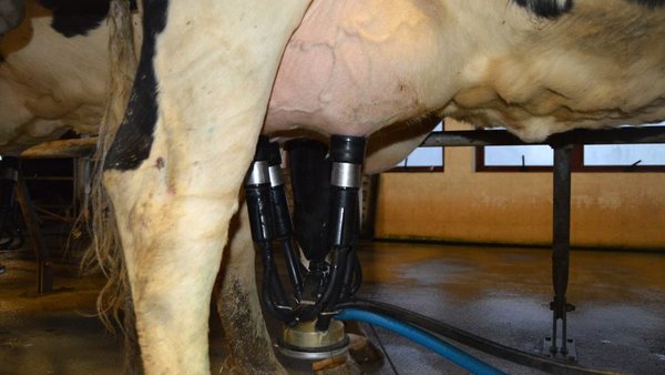 Custo das mamites con especial énfase nos efectos sobre a reprodución