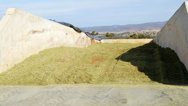 Novas tecnoloxías aplicadas á produción de silos: o caso particular do silo Shredlage®
