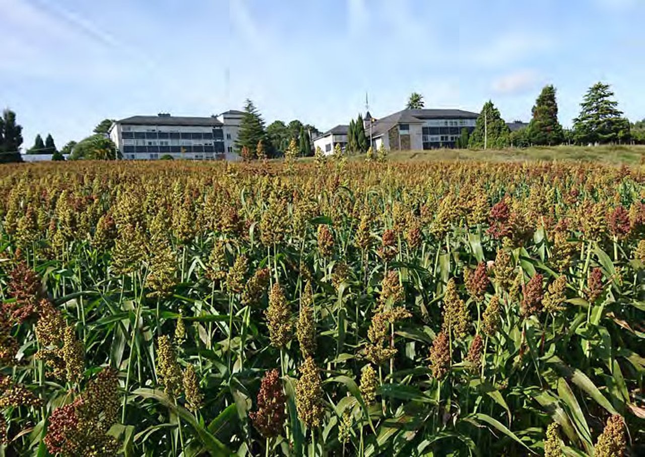 O sorgo como alternativa forraxeira ao cultivo do millo