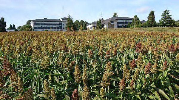 O sorgo como alternativa forraxeira ao cultivo do millo