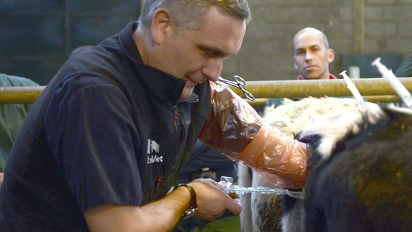 Transferencia de embrións in vivo como estratexia para mellorar a eficiencia reprodutiva en granxas comerciais durante épocas de estrés por calor