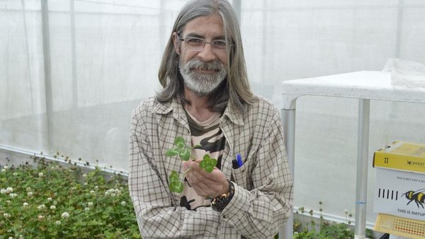 “As vacas prefiren a parte foliosa que a do talo e con isto estamos aumentando nun 25 % esa foliosidade”