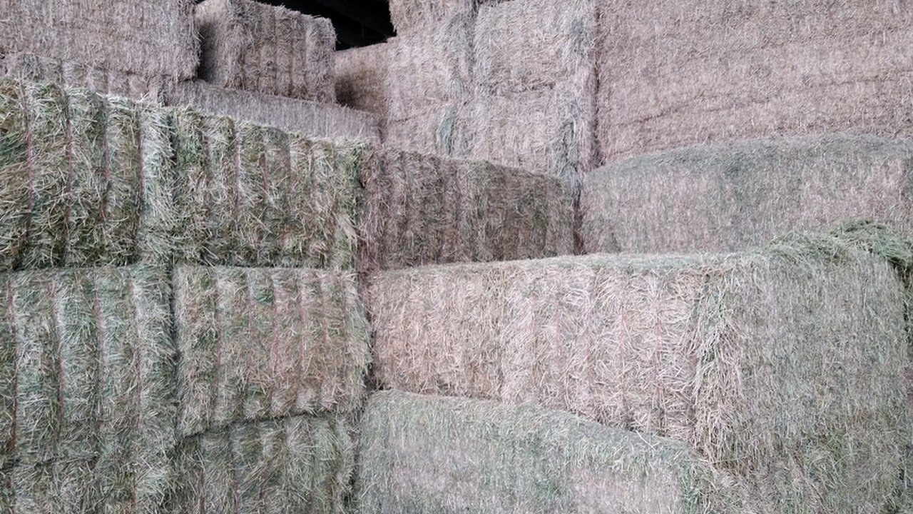 Recollendo forraxe de alfalfa de alta calidade
