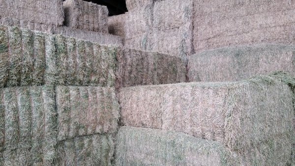 Recollendo forraxe de alfalfa de alta calidade