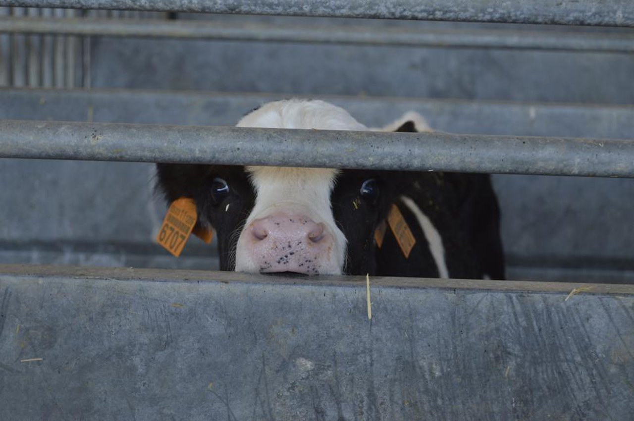 Enfermidades infecciosas respiratorias en xovencas