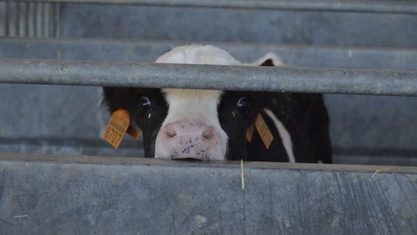 Enfermidades infecciosas respiratorias en xovencas