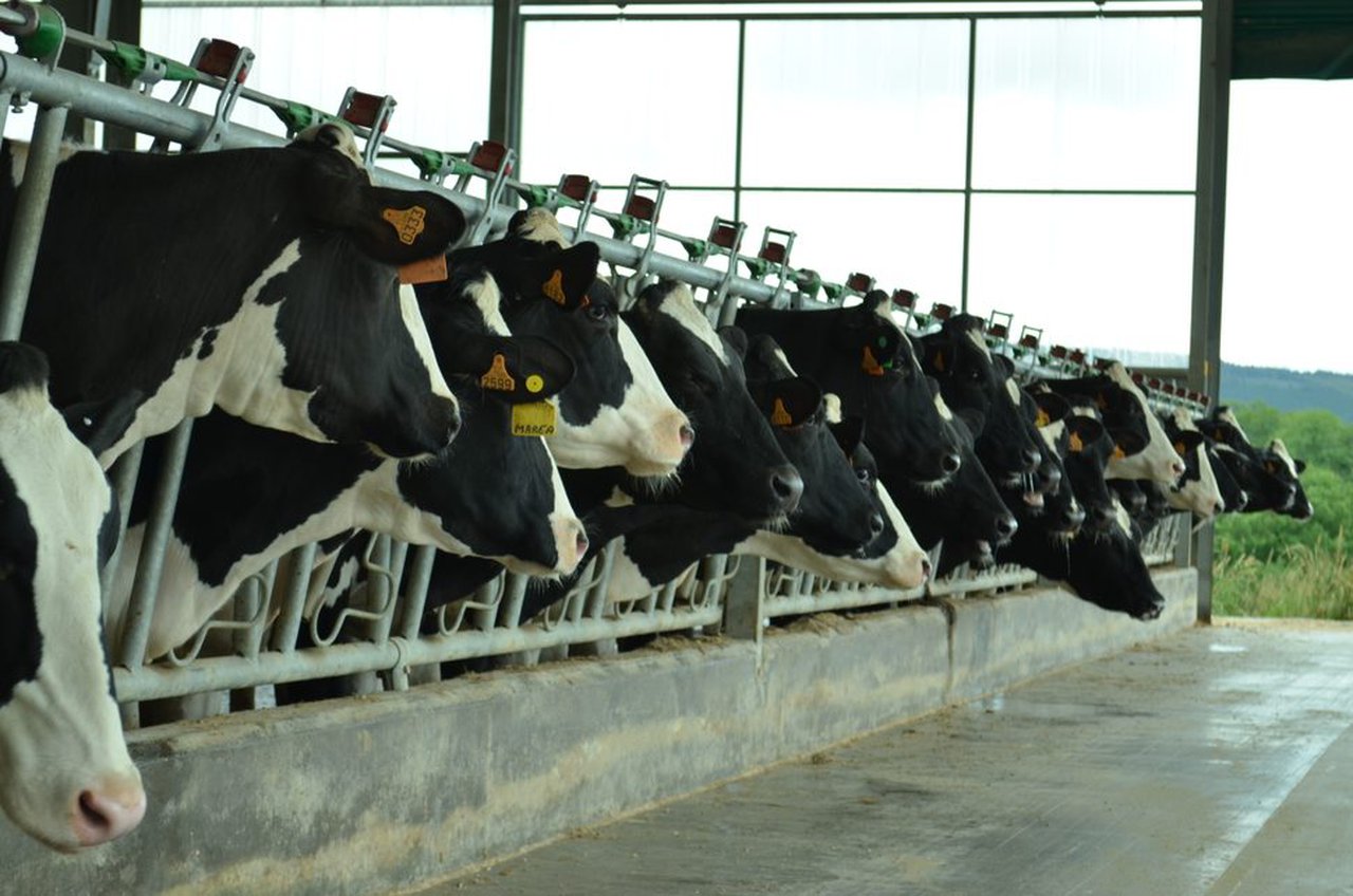 O FEGA publica os importes unitarios provisionais das axudas para vacas de leite e nodrizas