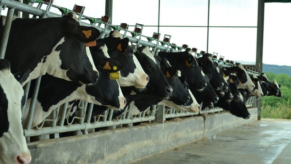 Redúcese o IRPF para os gandeiros de bovino de leite de 0,20 a 0,16