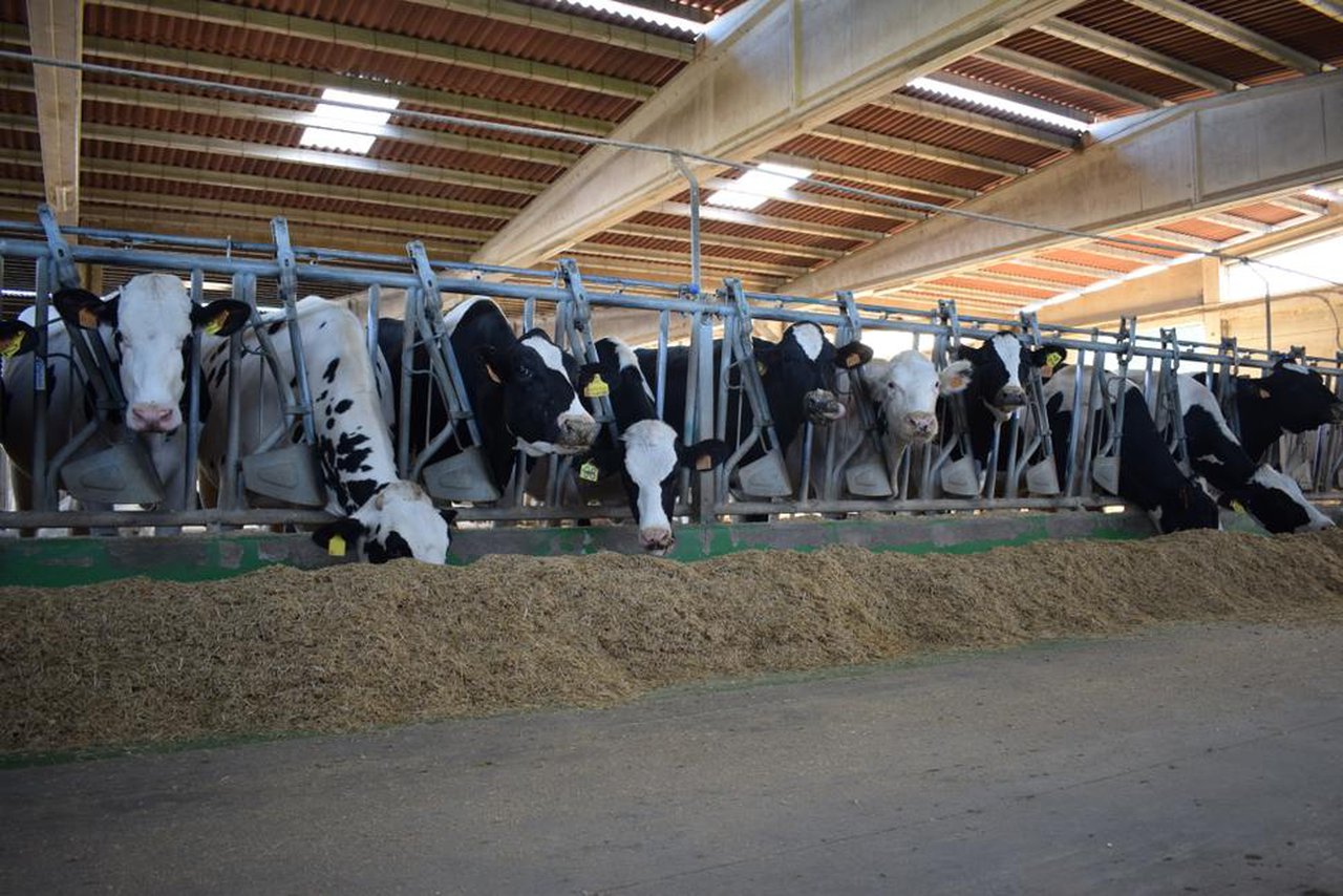 A Xunta de Galicia destina 2,38 millóns a 64 asociacións gandeiras para reforzar a sanidade animal