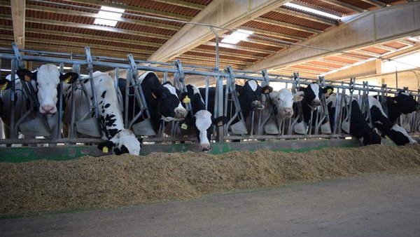 A Xunta de Galicia destina 2,38 millóns a 64 asociacións gandeiras para reforzar a sanidade animal