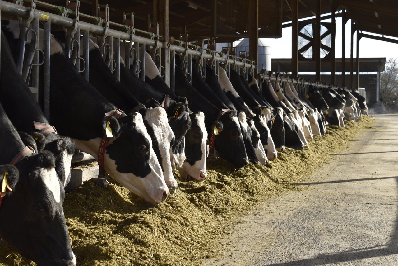 Ampliado o prazo de presentación de solicitudes das axudas para a mellora de explotacións e a incorporación de activos ao agro