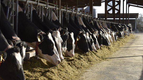 Ampliado o prazo de presentación de solicitudes das axudas para a mellora de explotacións e a incorporación de activos ao agro