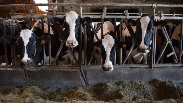 Aberto o prazo para solicitar as axudas da PAC