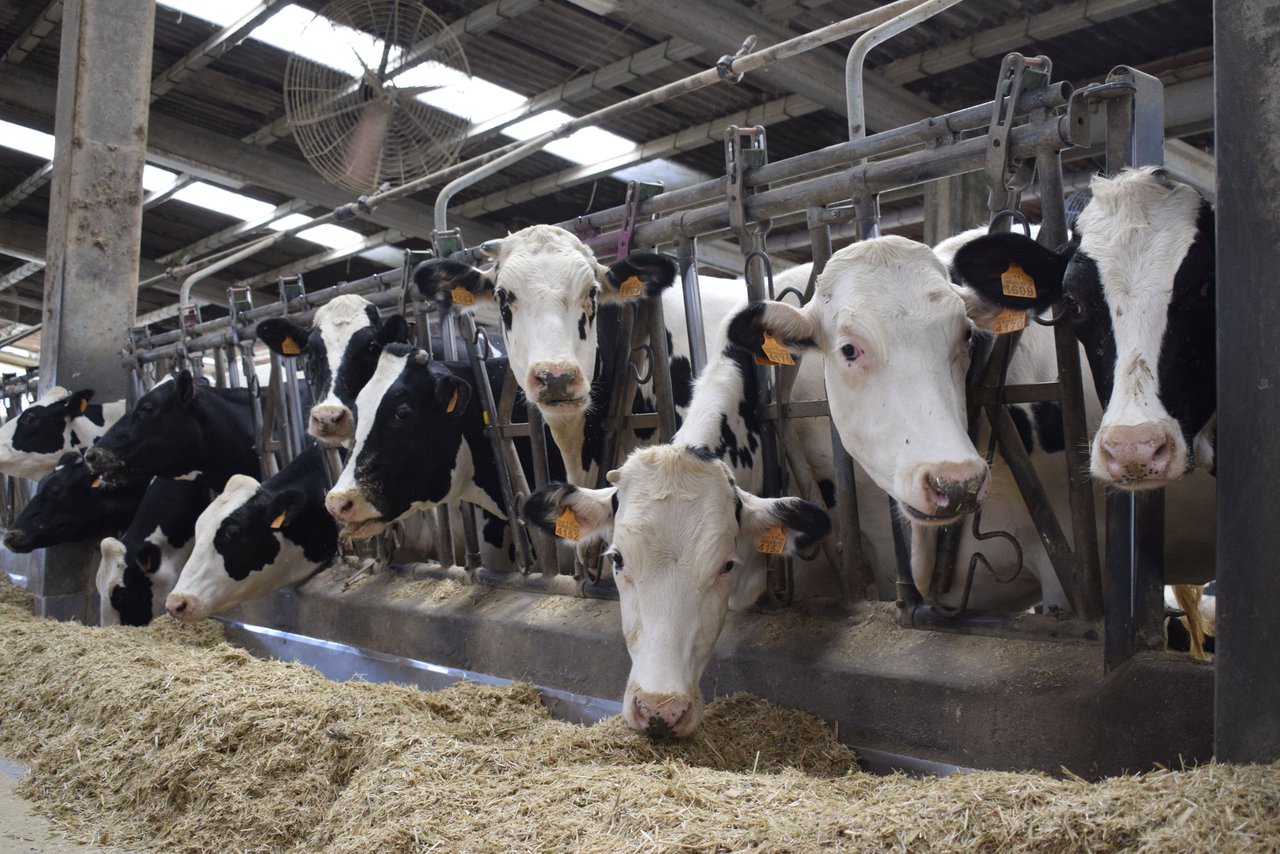 Descenso en las entregas de leche en Francia