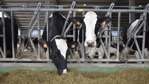 Cae a produción de leite no mes de xuño en España