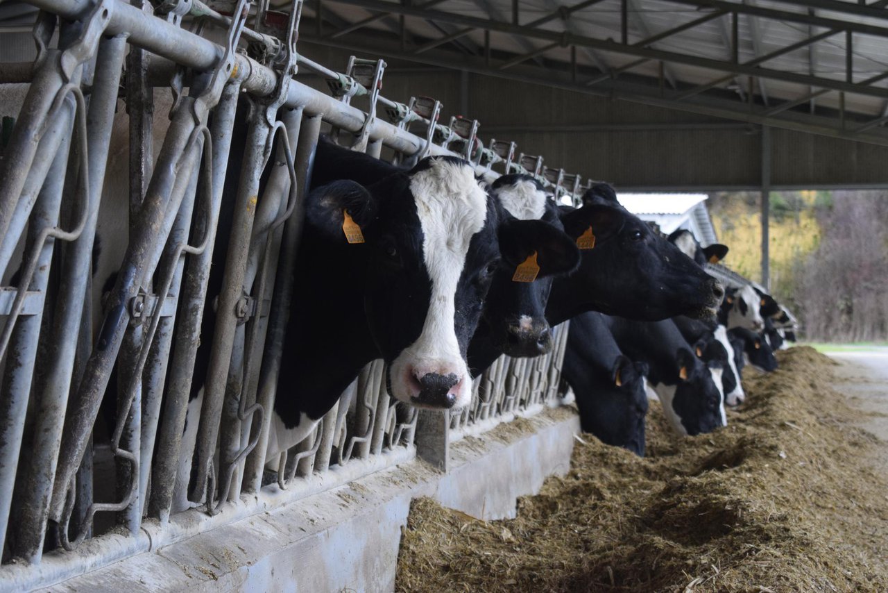 El precio medio de la leche en España se mantiene en enero en los 0,54 €/litro