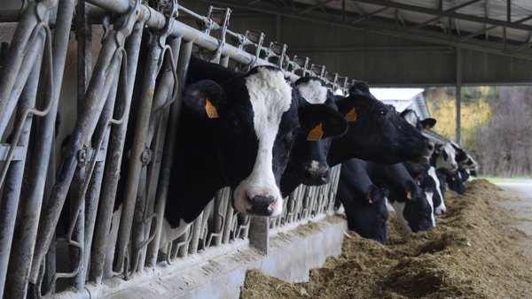 El valor medio de la leche en España en mayo se situó en 0,477 €/litro