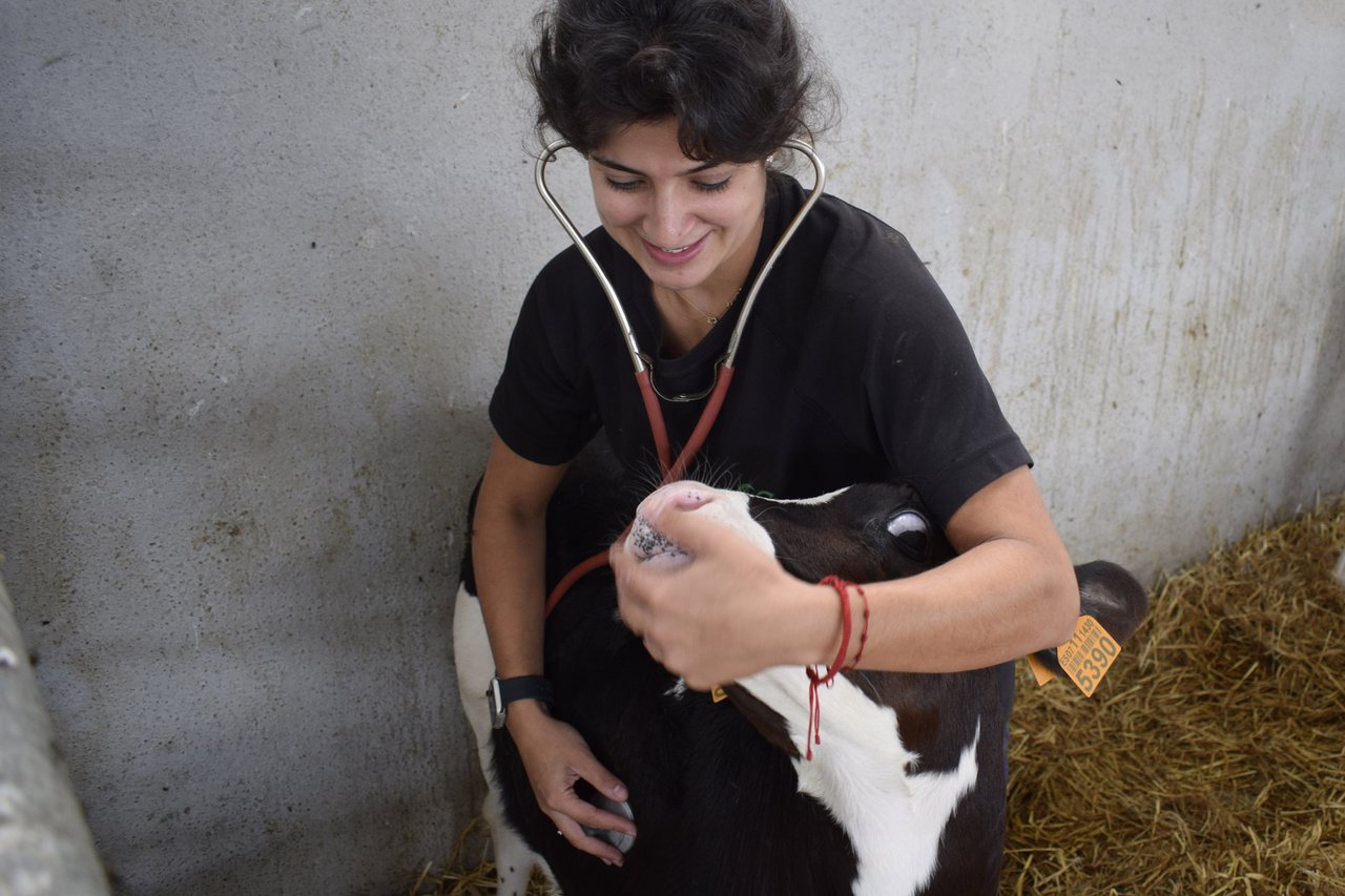 El Gobierno flexibiliza la normativa sobre la identificación de animales y relativa al veterinario de explotación en las granjas