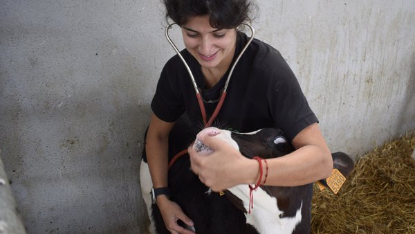 El Gobierno flexibiliza la normativa sobre la identificación de animales y relativa al veterinario de explotación en las granjas