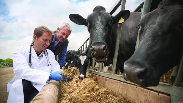 Care4Cattle, unha iniciativa de Bayer para apoiar proxectos innovadores que melloren o benestar en vacún