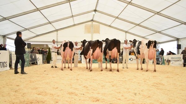 O Concurso frisón de Cataluña 2018, xa en vídeo
