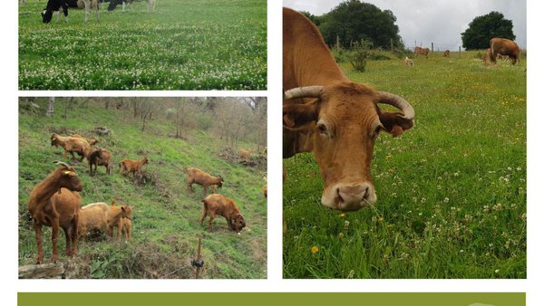 O centro multiusos de Melide acollerá unha nova edición da Reunión de Primavera organizada pola Sociedade Galega de Pastos e Forraxes