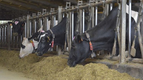 Estratexias de adaptación das explotacións leiteiras cántabras no actual escenario poscotas