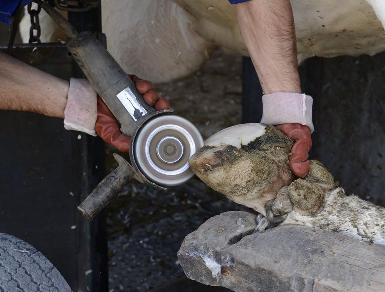 La importancia de realizar recorte funcional de pezuñas en vacas lecheras