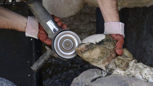 A importancia de realizar recorte funcional de pezuños en vacas leiteiras