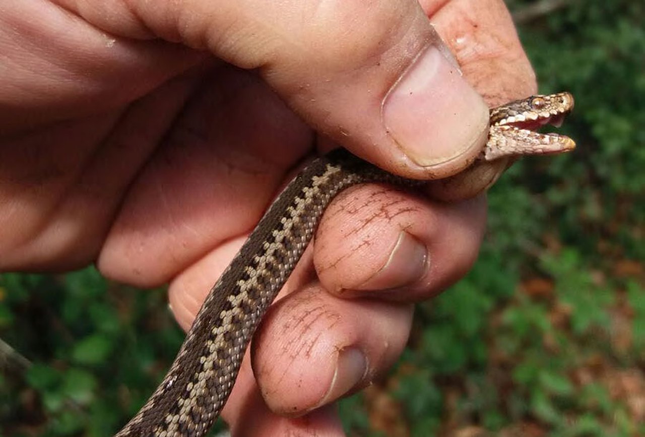 Picadura de víbora de Seoane en vacún de leite. Descrición de dous casos clínicos
