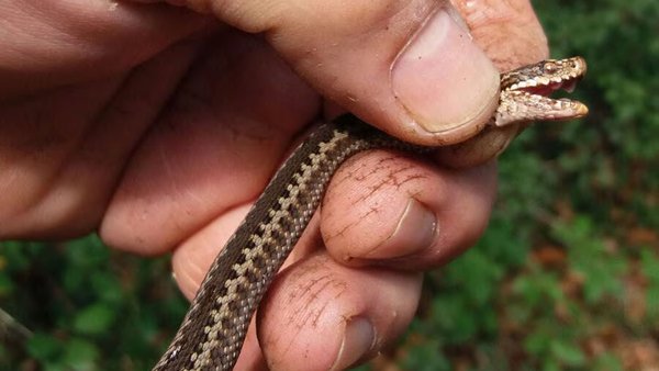 Picadura de víbora de Seoane en vacún de leite. Descrición de dous casos clínicos