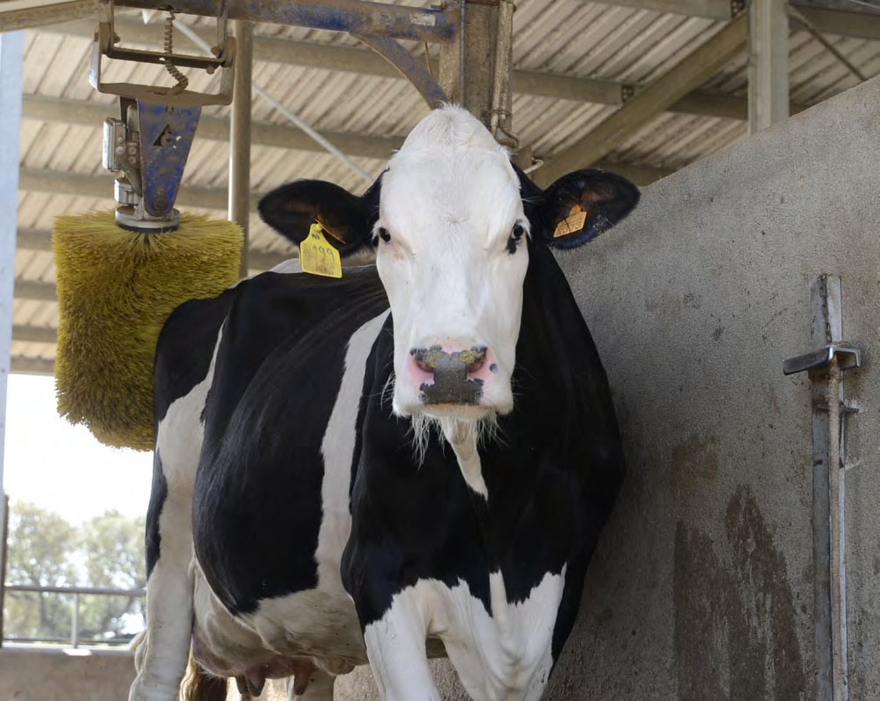 Coñecer o comportamento dos animais para mellorar o seu benestar e a súa produtividade