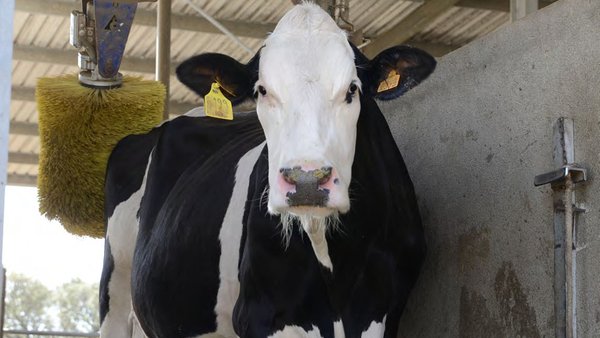 Coñecer o comportamento dos animais para mellorar o seu benestar e a súa produtividade
