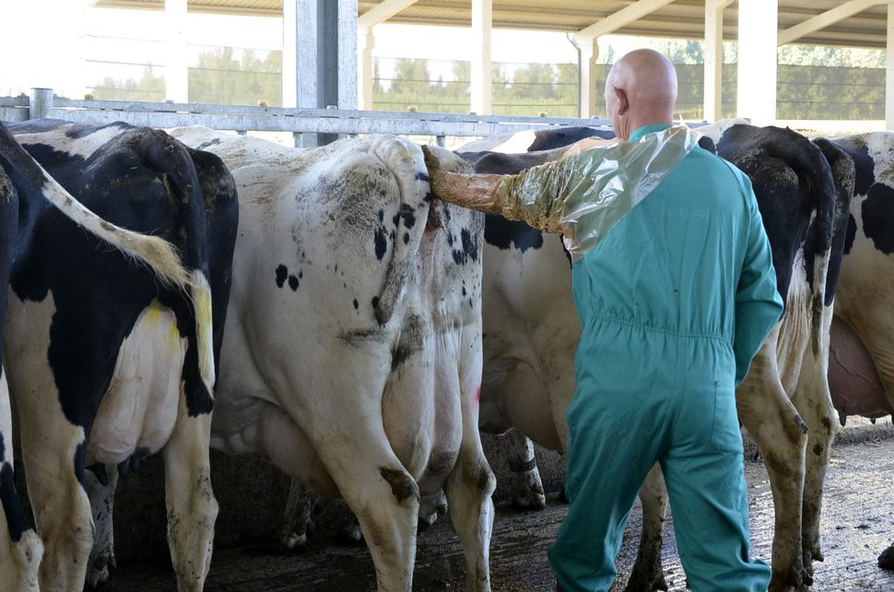 Como conseguir un 30 % de taxa de preñez de 21 d en vacas de alta produción en lactación