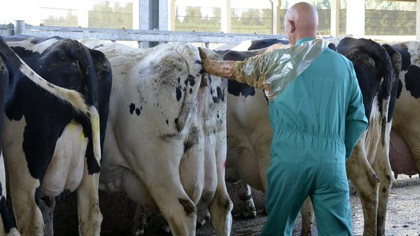 Como conseguir un 30 % de taxa de preñez de 21 d en vacas de alta produción en lactación