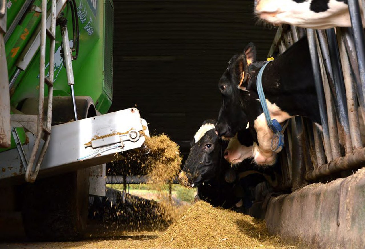 Hixienización da mestura unifeed (TMR)