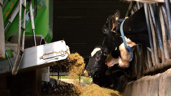 Hixienización da mestura unifeed (TMR)