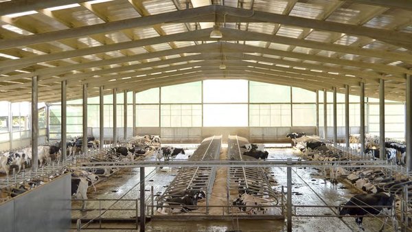 Lexislación aplicable en benestar animal no gando vacún leiteiro
