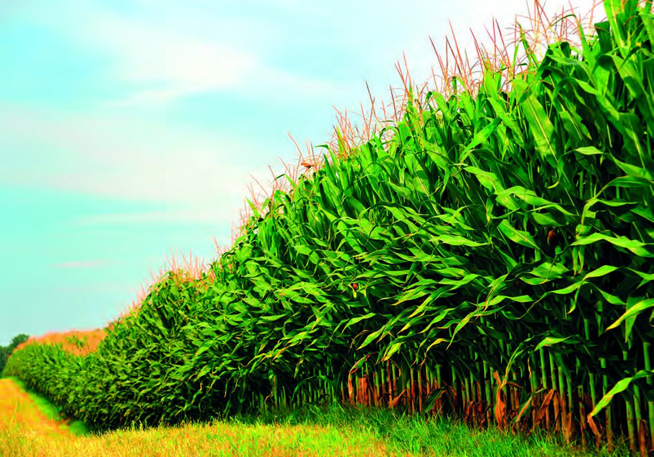 Guía práctica para o cultivo do millo forraxeiro
