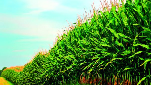 Guía práctica para o cultivo do millo forraxeiro