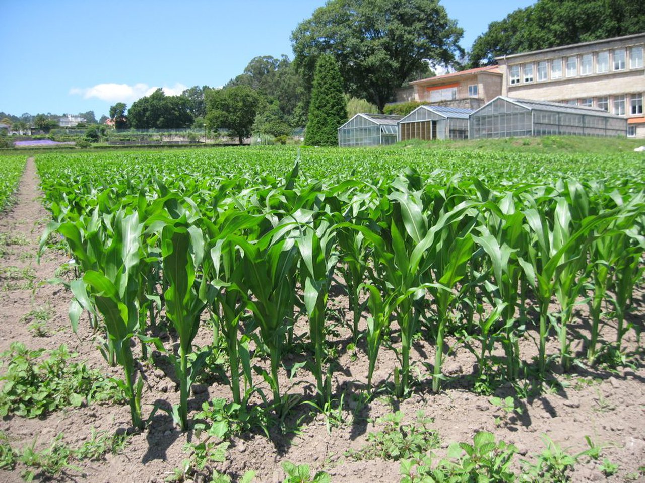 Investigando novos aproveitamentos do cultivo de millo: caso de estudo dos híbridos Sugar Corn