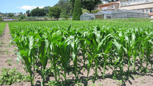 Investigando novos aproveitamentos do cultivo de millo: caso de estudo dos híbridos Sugar Corn