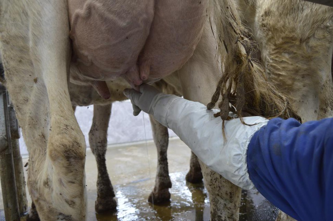 A influencia do tratamento da mastite con inmunoterapia sobre os principais índices reprodutivos en vacas de leite
