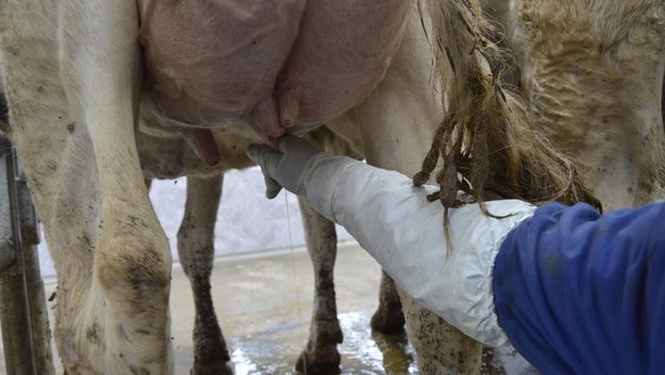 A influencia do tratamento da mastite con inmunoterapia sobre os principais índices reprodutivos en vacas de leite