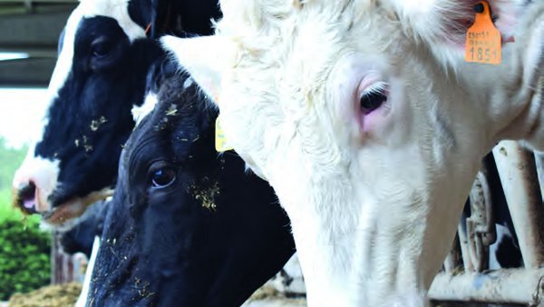Análise comparativa do benestar en explotacións de vacún leiteiro en Galicia